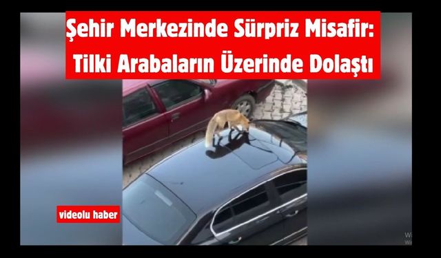 Şehir Merkezinde Sürpriz Misafir: Tilki Arabaların Üzerinde Dolaştı