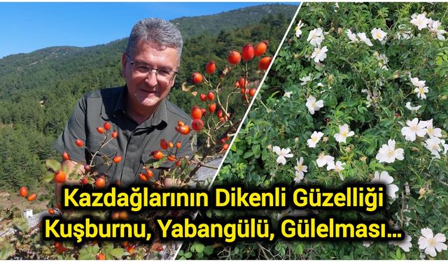 Kazdağlarının Dikenli Güzelliği: Kuşburnu, Yabangülü, Gülelması…