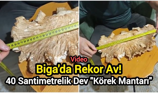 Biga'da Rekor Av! 40 Santimetrelik Dev "Körek Mantarı"