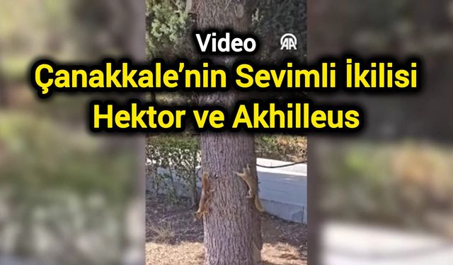 Çanakkale’nin Sevimli İkilisi: Hektor ve Akhilleus