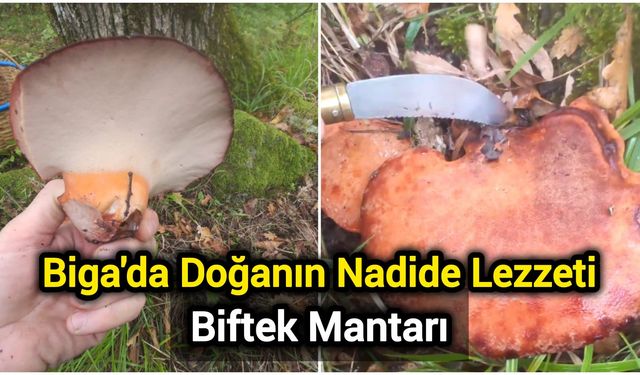 Biga'da Doğanın Nadide Lezzeti: Biftek Mantarı