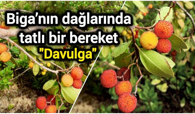 Biga’nın dağlarında tatlı bir bereket: Davulga