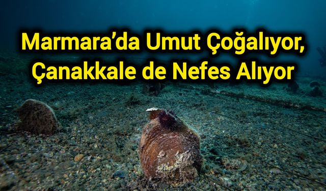 Marmara’da Umut Çoğalıyor, Çanakkale de Nefes Alıyor