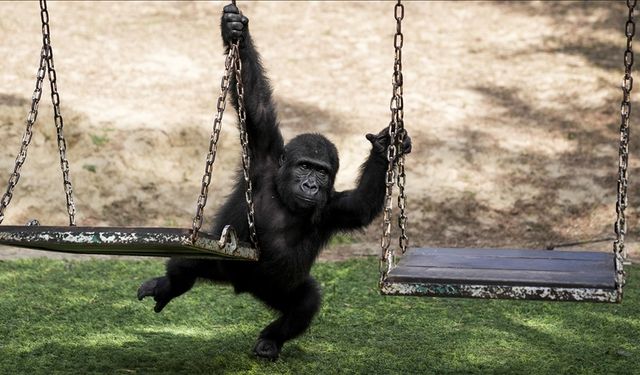 "Zeytin" Türkiye'de kalacak