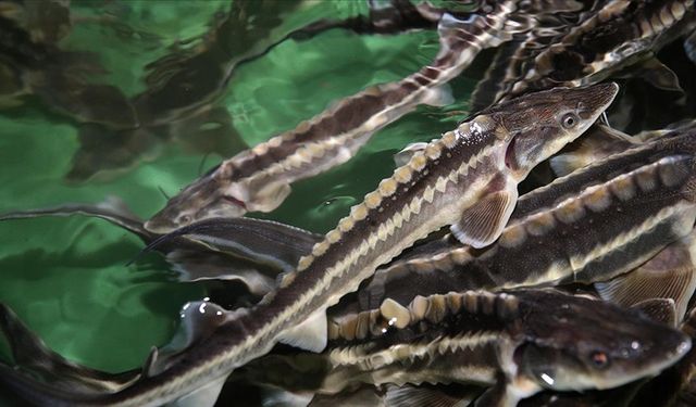 Mersin balığını korumak için 15 yıldır çalışıyorlar