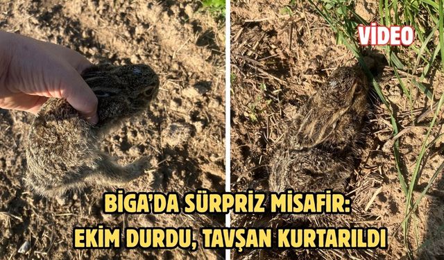 Biga’da sürpriz misafir: Ekim durdu, tavşan kurtarıldı