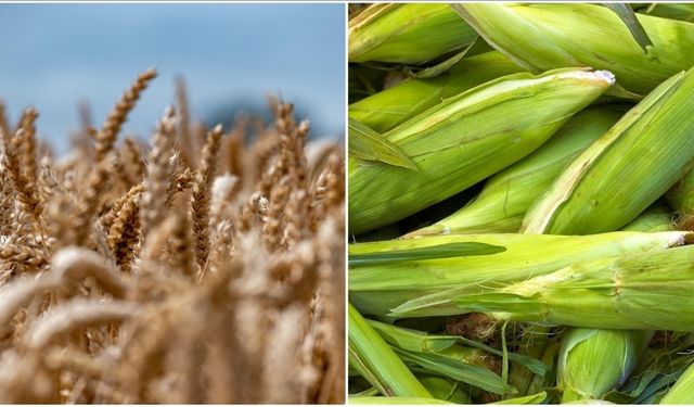 Arpa ve mısır ithalatı artıyor