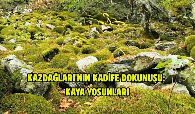 Kazdağları'nın kadife dokunuşu: Kaya yosunları