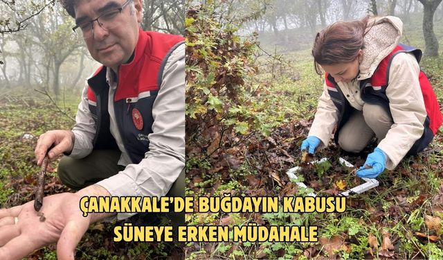 Çanakkale’de buğdayın kabusu süneye erken müdahale