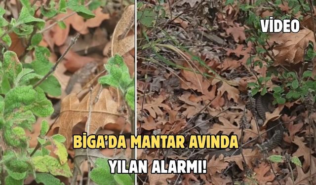 Biga’da mantar avında yılan alarmı!