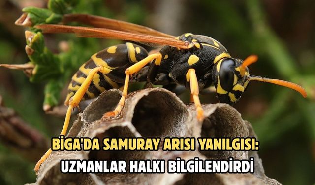Biga'da samuray arısı yanılgısı: Uzmanlar halkı bilgilendirdi