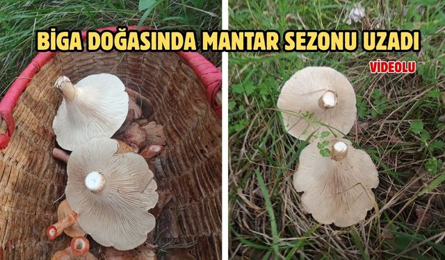 Çanakkale Biga doğasında mantar sezonu uzadı
