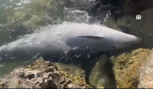 Balıkçı ağlarına takılan yunus karaya vurdu (Video)