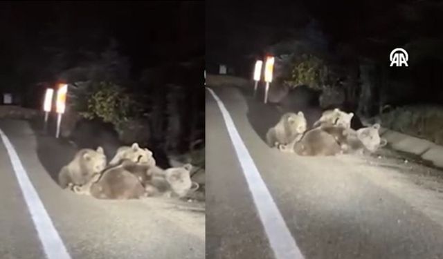 Bir ayının yolda yavrularını emzirmesi kamerada (Video)