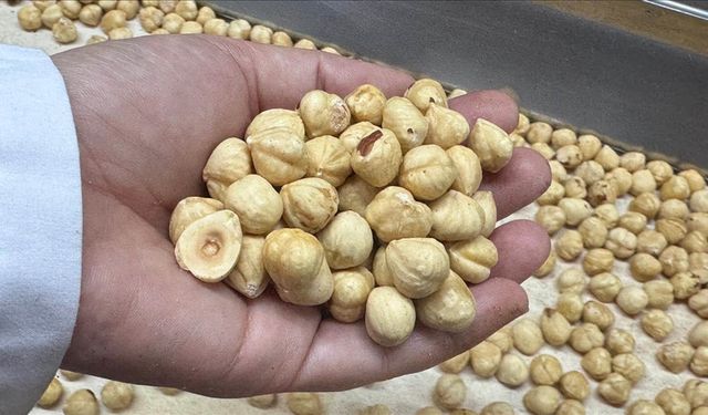 Türkiye, fındık ihracat sezonunun sağladığı geliri açıkladı