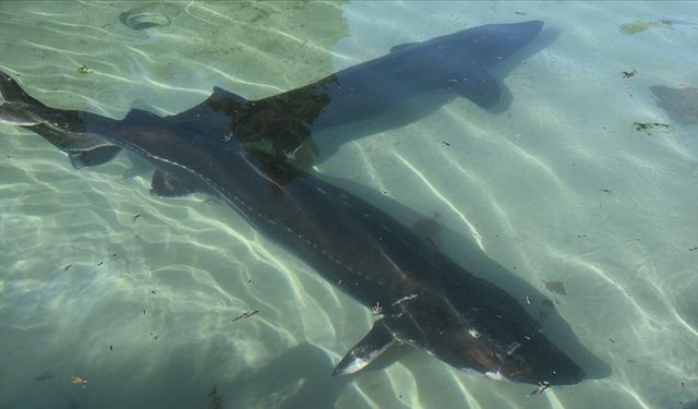 Balığın korunması için 25 yıldır mücadele ediliyor