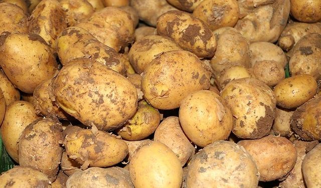Ticaret Bakanlığından patates fiyatlarına ilişkin açıklama