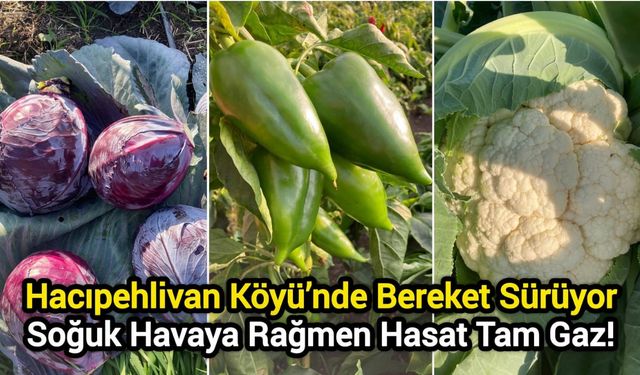 Hacıpehlivan Köyü’nde Bereket Sürüyor: Soğuk Havaya Rağmen Hasat Tam Gaz!