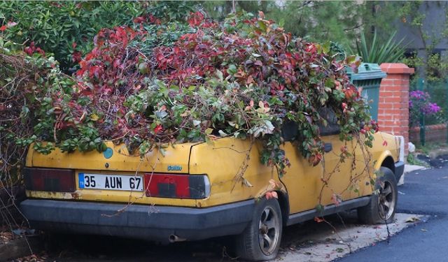 8 yıldır park halindeki otomobili sarmaşıklar sardı