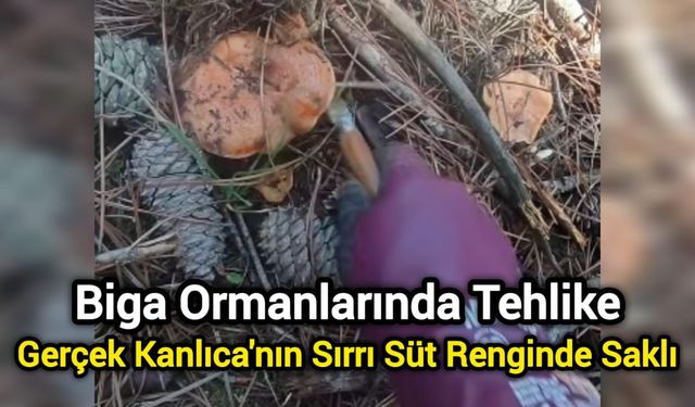 Biga Ormanlarında Tehlike: Gerçek Kanlıca'nın Sırrı Süt Renginde Saklı