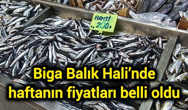 Biga Balık Hali’nde haftanın fiyatları belli oldu