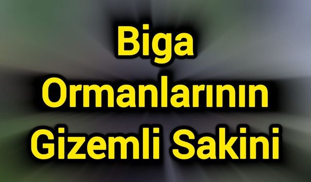 Biga Ormanlarının Gizemli Sakini