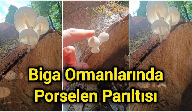 Biga Ormanlarında Porselen Parıltısı