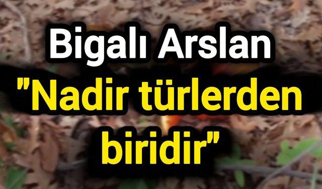 Bigalı Arslan: Nadir türlerden biridir