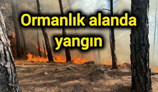 Ormanlık alanda yangın