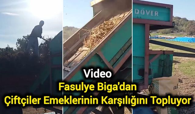 Fasulye Biga'dan: Çiftçiler Emeklerinin Karşılığını Topluyor