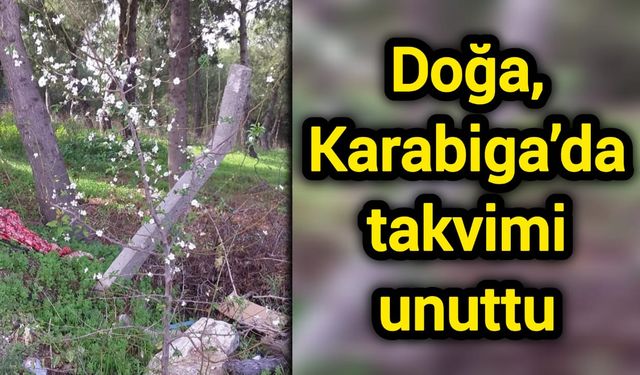 Doğa, Karabiga’da takvimi unuttu