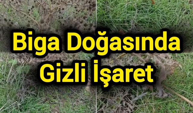 Biga Doğasında Gizli İşaret