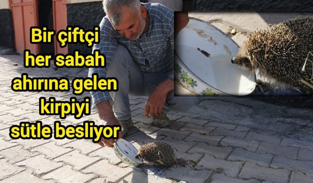 Bir çiftçi her sabah ahırına gelen kirpiyi sütle besliyor