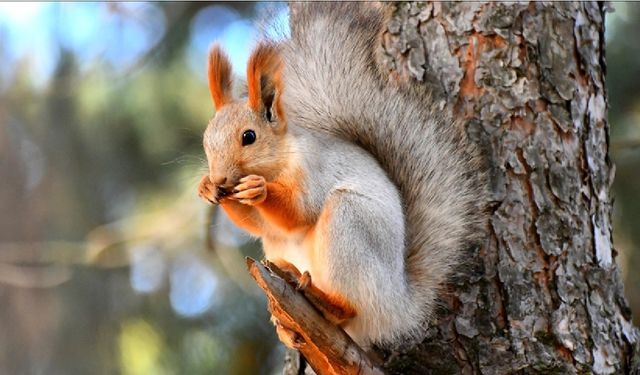 Kızıl sincaplar kış uykusu hazırlıklarına başladı