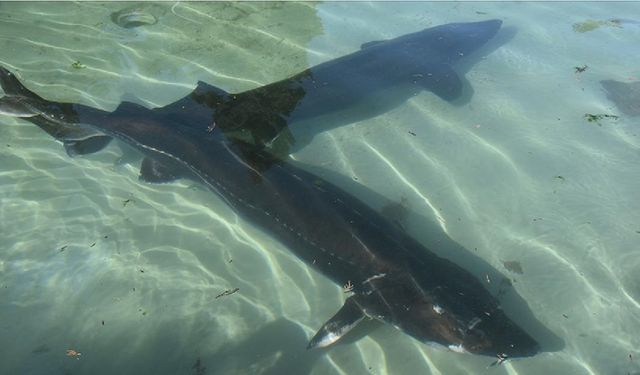 Mersin balığının korunması için 25 yıldır mücadele ediliyor