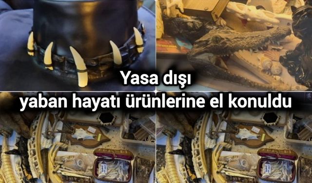 Yasa dışı yaban hayatı ürünlerine el konuldu