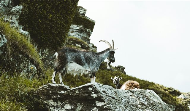 Yaban keçisi avına rekor ceza: 953 bin 82 lira