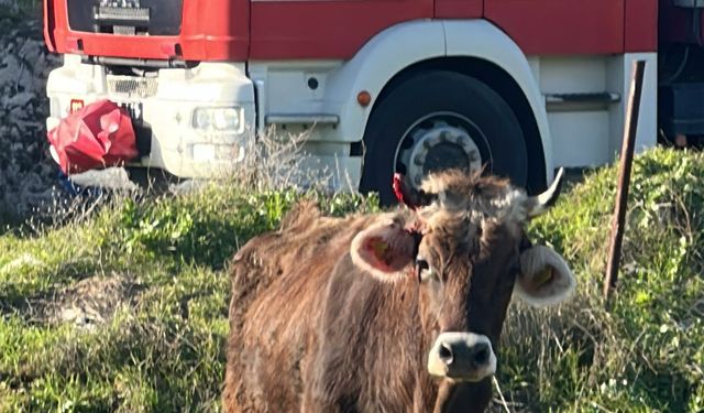Kuyuya düşen inek itfaiye ekiplerince kurtarıldı