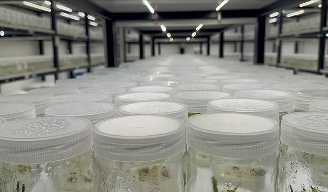 Akademisyenler ak zambağı geleceğe taşıyor