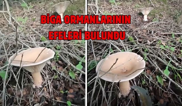 Biga ormanlarının efeleri bulundu