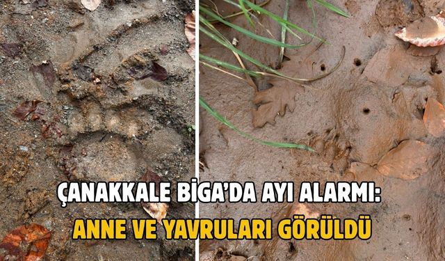 Çanakkale Biga’da ayı alarmı: Anne ve yavruları görüldü