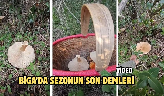 Biga’da sezonun son demleri