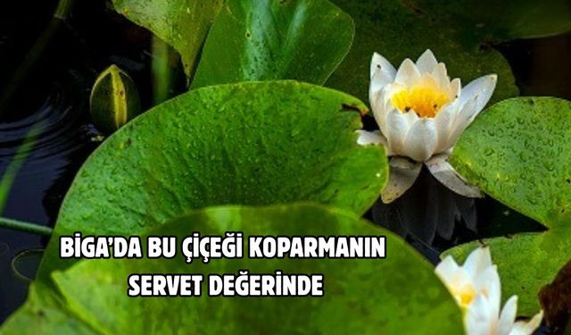 Çanakkale Biga’da bu çiçeği koparmanın bedeli servet değerinde