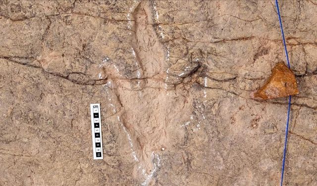 Dinozorlara ait 16 bin 600 ayak izi belgelendi
