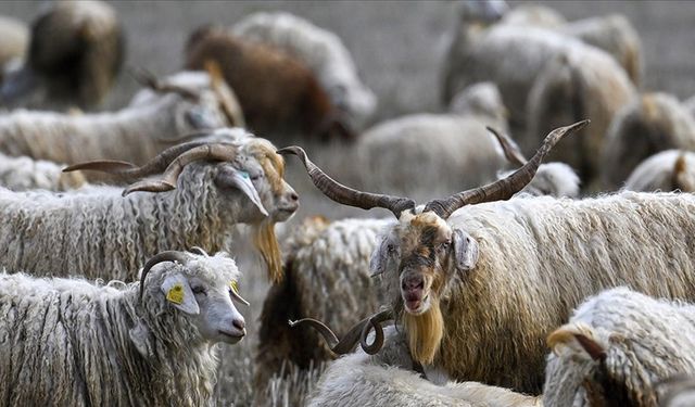 Tiftiğin ekonomiye kazandırılması için destek mekanizmaları geliştirilecek