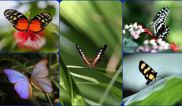 15 bin kelebekten görsel ziyafet
