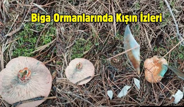 Biga Ormanlarında Kışın İzleri