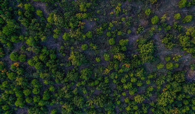 Türkiye, Ormanlık Alanını En Hızlı Artıran Ülkeler Arasında
