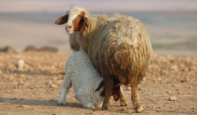 Türkiye’nin dev işletmesinde 60 bin kuzu dünyaya geldi