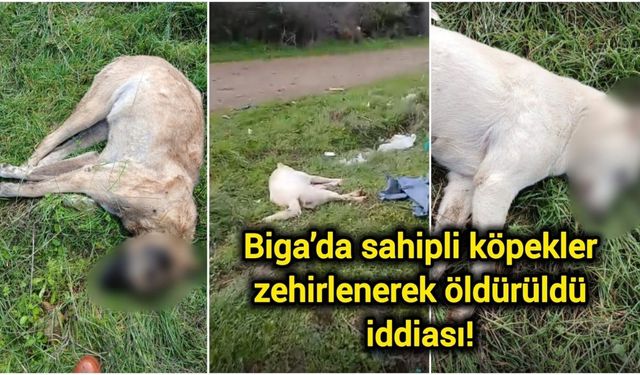 Biga’da sahipli köpekler zehirlenerek öldürüldü iddiası!